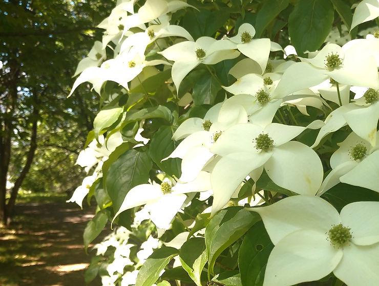 white flowers on a tree