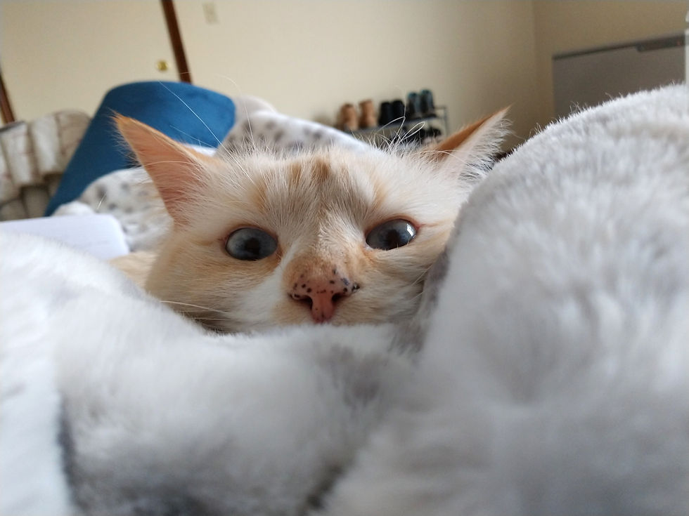 White cat on blanket