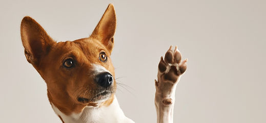 Un chien éduqué qui montre sa patte en regardant son maitre avec amour