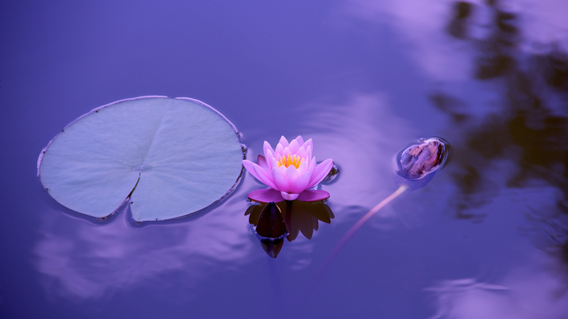 Vivre son deuil - Programme en ligne Laskow Holoenergetic®