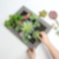 Hands arranging faux succulents in a gray frame, crafting a personalized 3D artificial succulent wall art, ideal for adding a natural touch to any room.