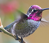 Hummingbird.png