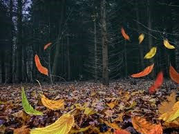 Autumn and Impermanence