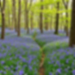 countryside bluebell woods