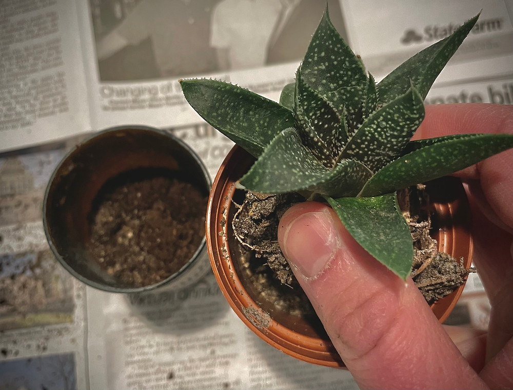 succulent, 2 inch succulent, upcycle, upcycled candle, house plant