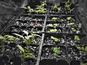 Home Gardening, Vegetable Garden, Sustainable, Sustainability