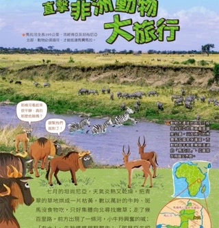 直擊非洲動物大旅行《8/15進階版》