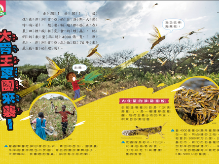 🦗蝗蟲過境😱 好可怕!!