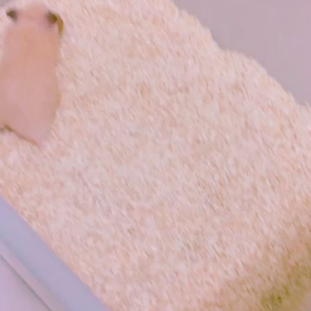 [忍不住分享] 小幫手家的-新成員🐹