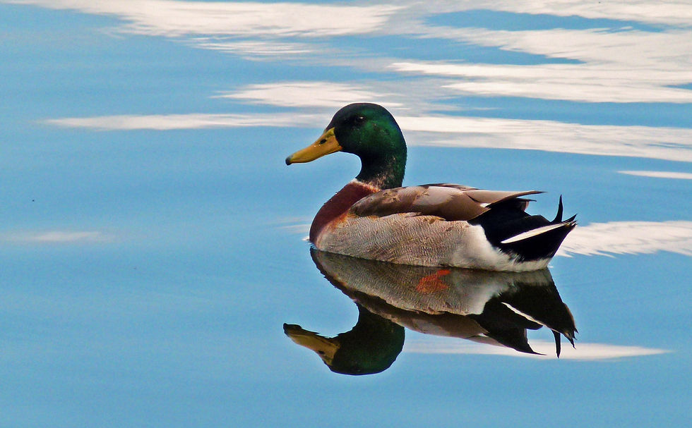 mallard-25Mar12-pm+%282%29-a.jpg