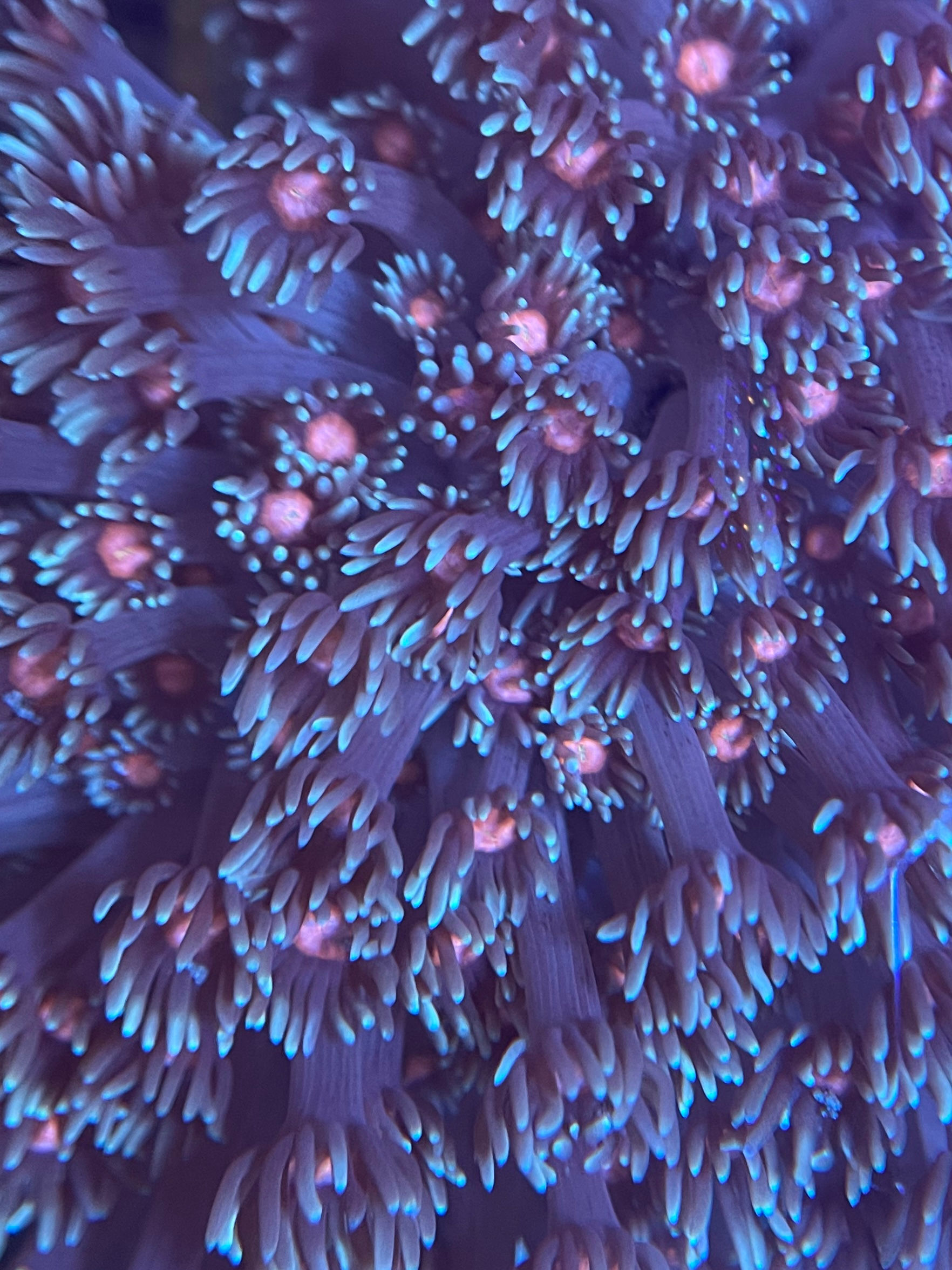 Pink Mouth Purple Gonipora