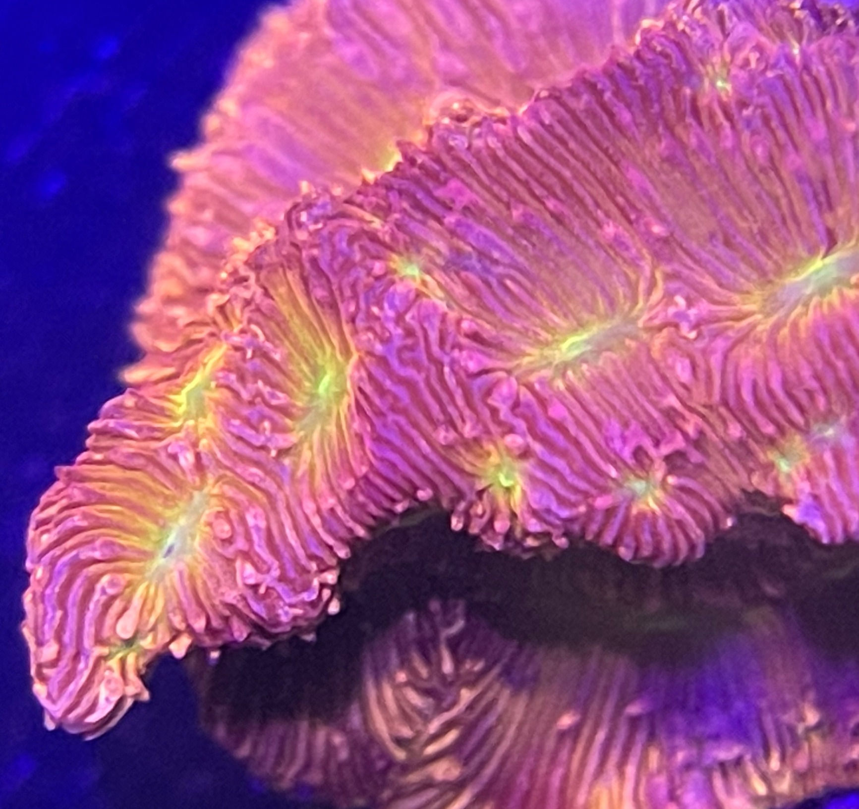 Jack-o-Lantern Leptoseris