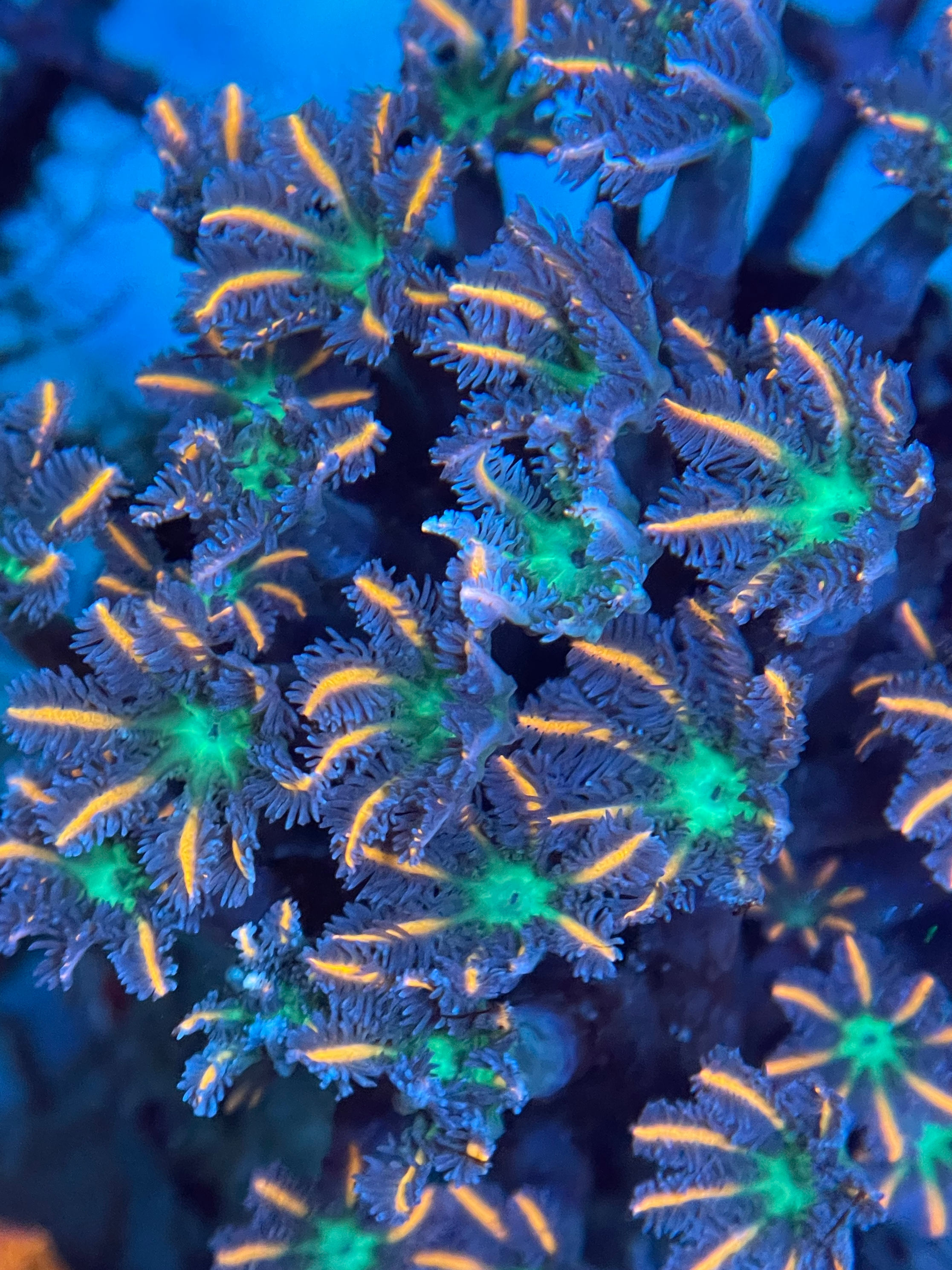 Fireworks Clove Polyps