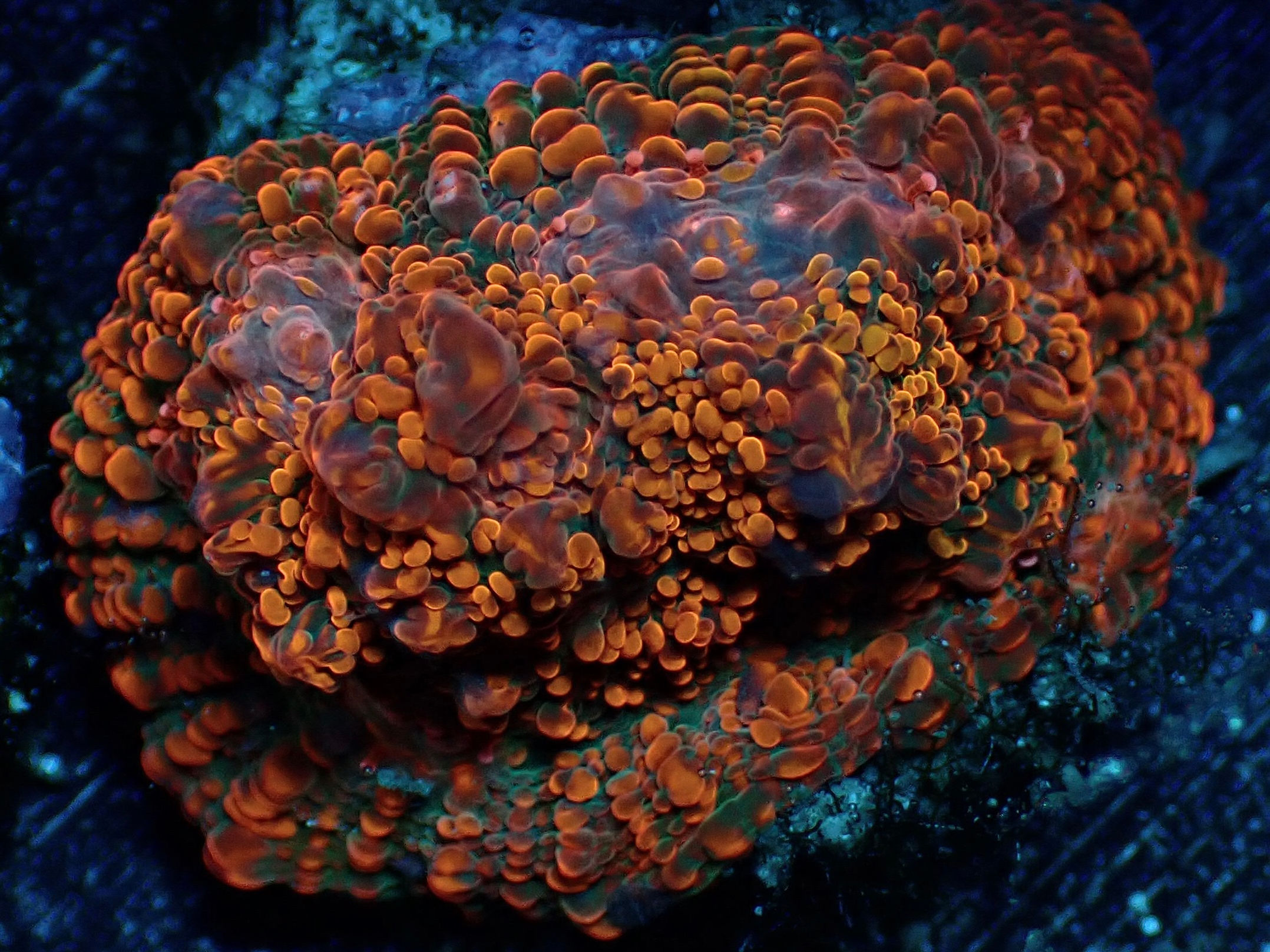 Flaming Dorito Chalice