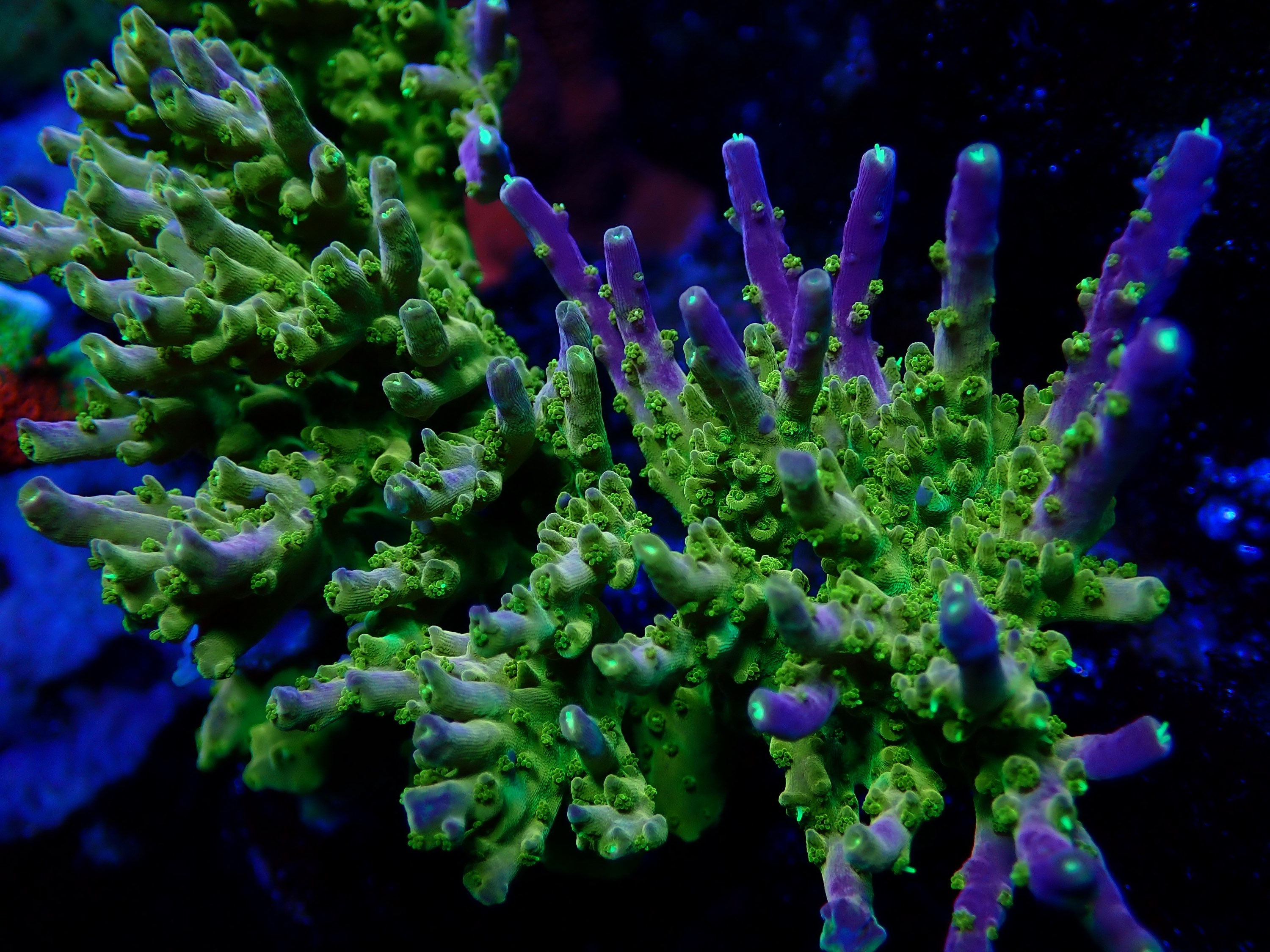Rainbow Loom Acropora
