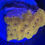 Thumbnail: Tangerine Juice Leptoseris