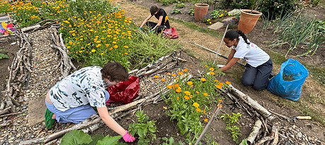 Allotment.jpeg
