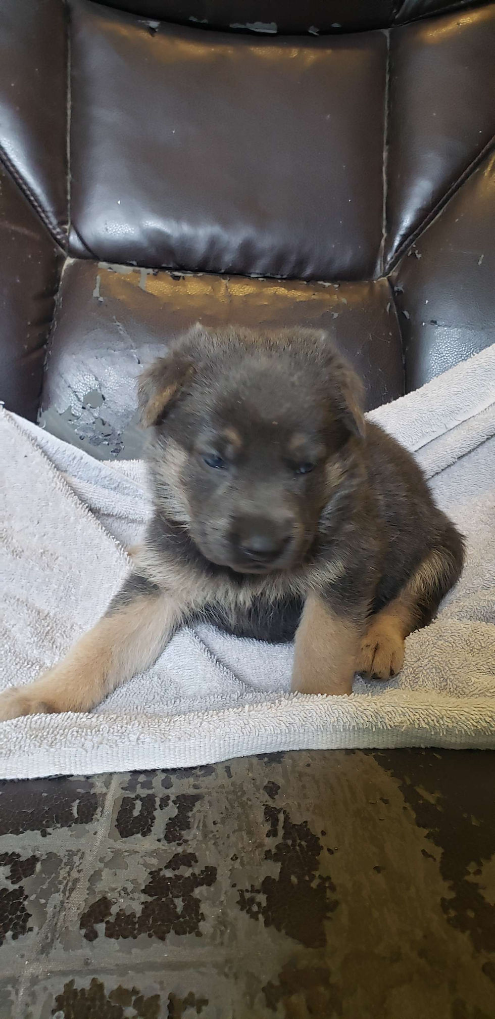 Oshields Shepherds | german shepherd puppies | East Tennessee, TN, USA