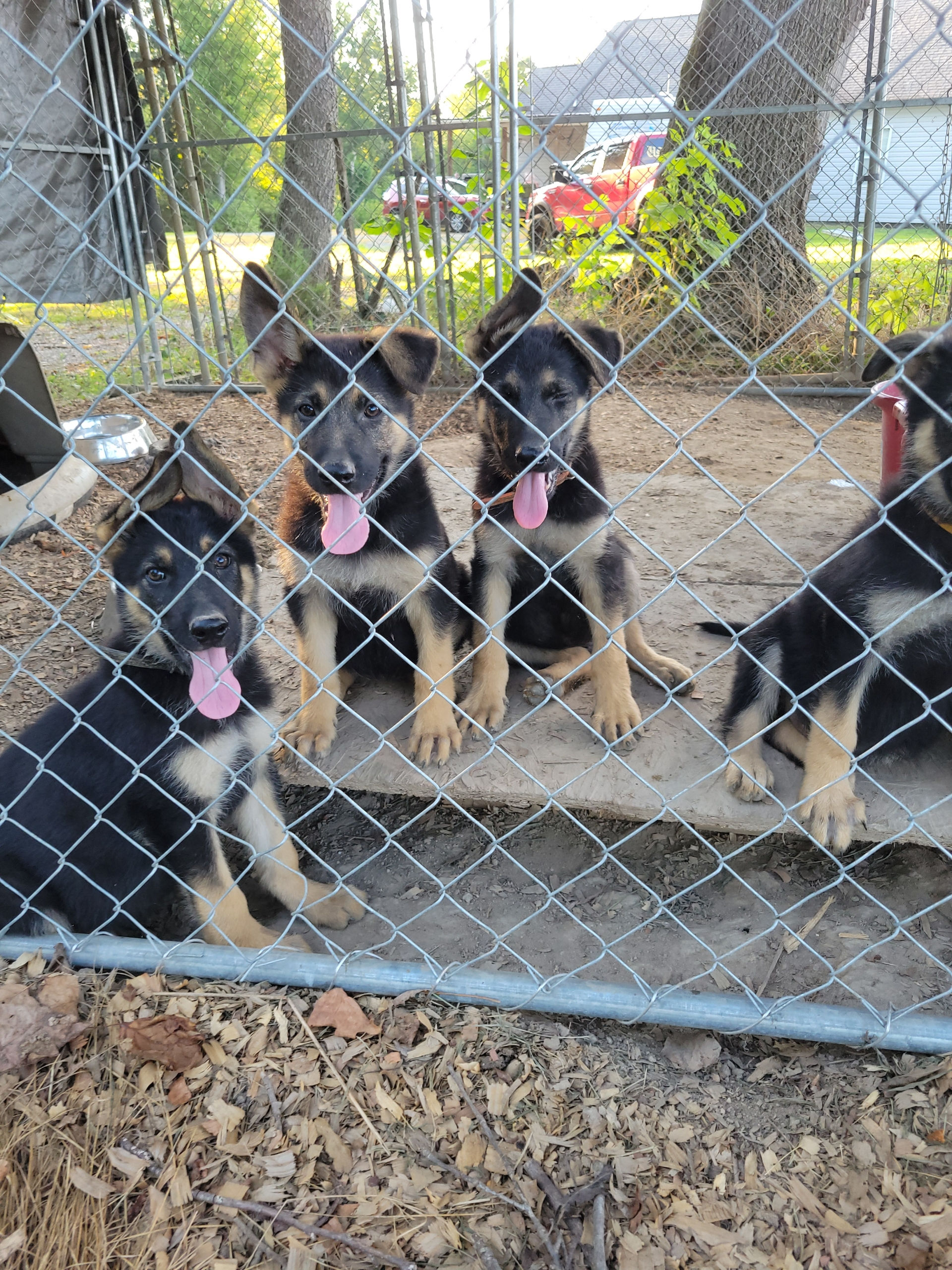 Black and tan females. Ears are bigger than they are.  SOLD