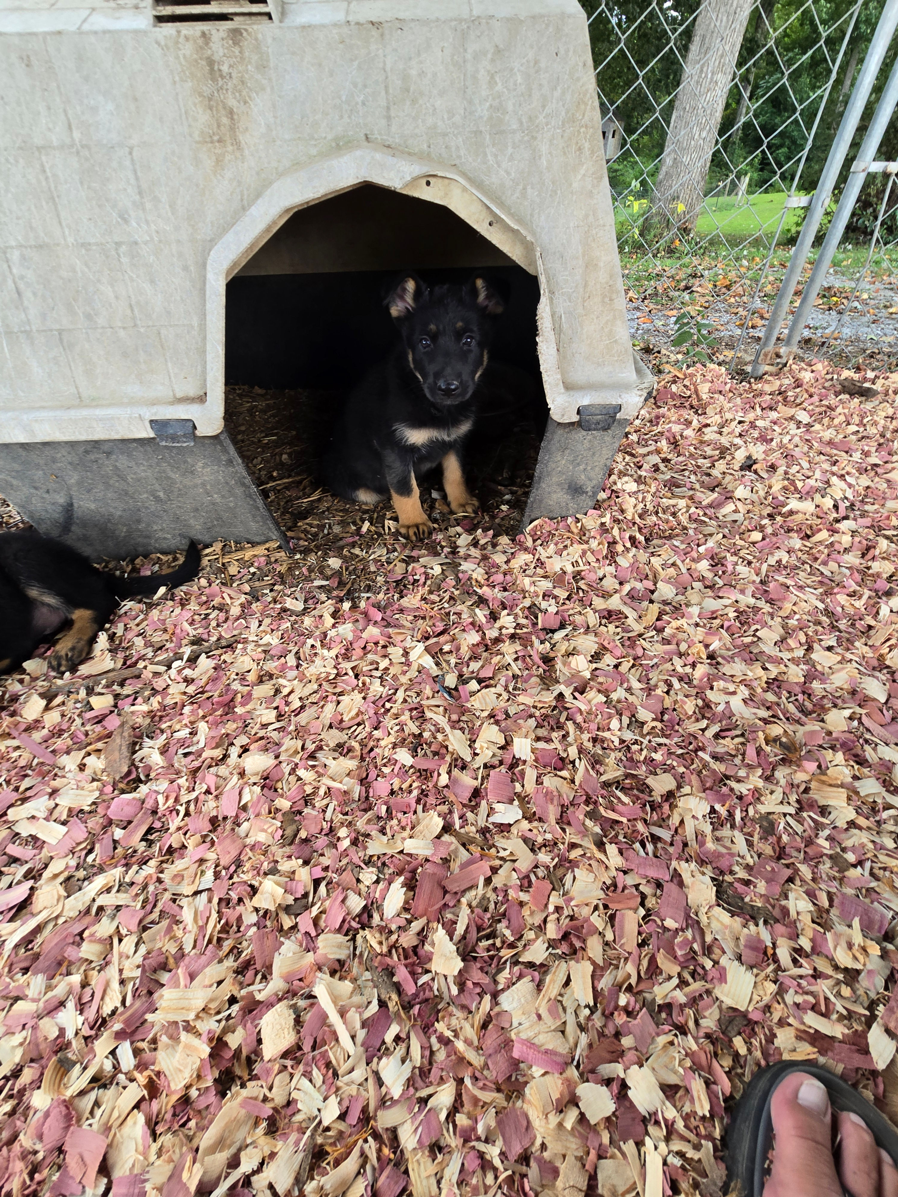 🩶🩶Black and tan male 💙  ready 9/6/25 Sold