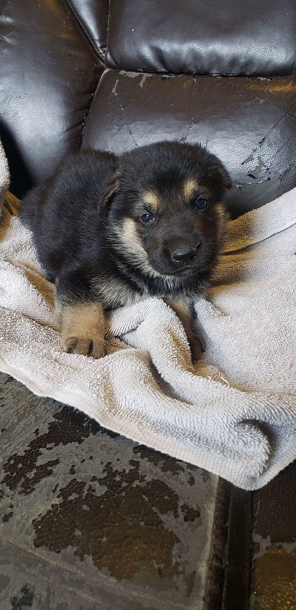 Oshields Shepherds | german shepherd puppies | East Tennessee, TN, USA