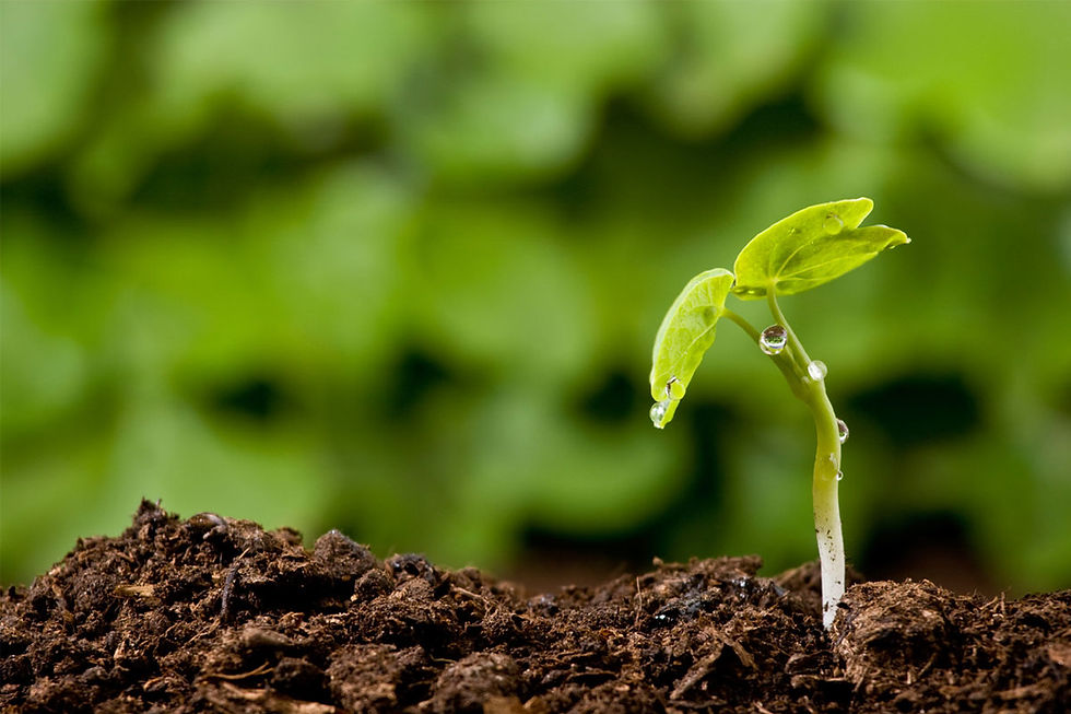 Из чего можно и из чего нежелательно готовить рассадный грунт и субстрат?