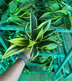 WhatsApp Image 2025-10-21 at 11.16.32.jpeg