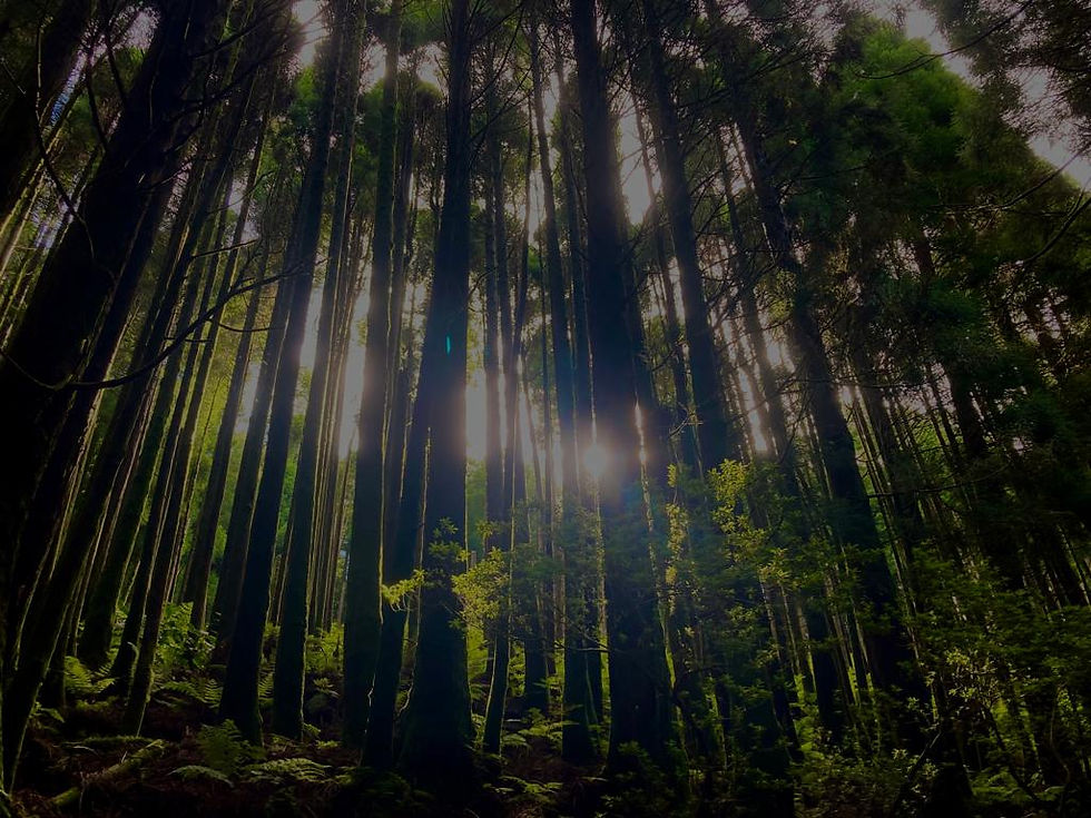 Sunlight filtering through trees in a deep forest, symbolizing enlightenment and discovering core values