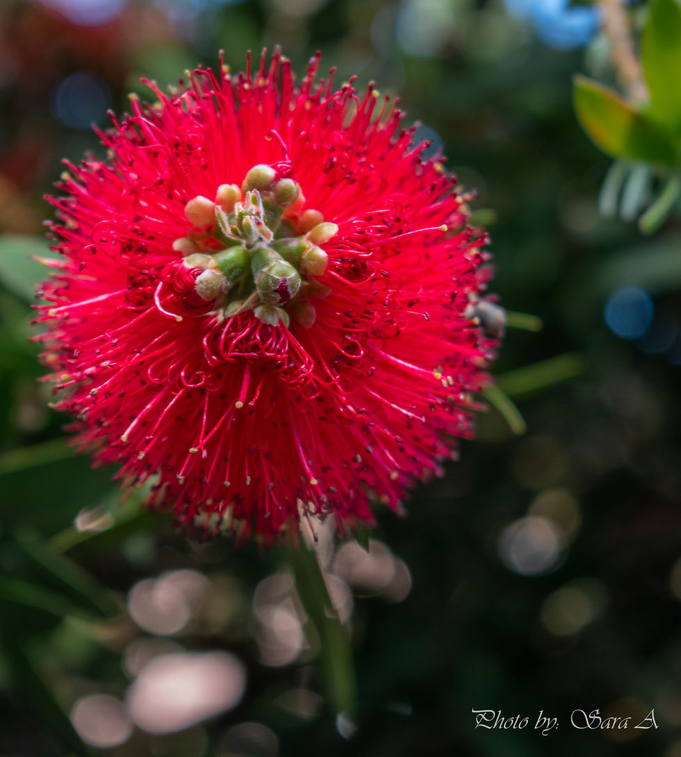 Red Flower