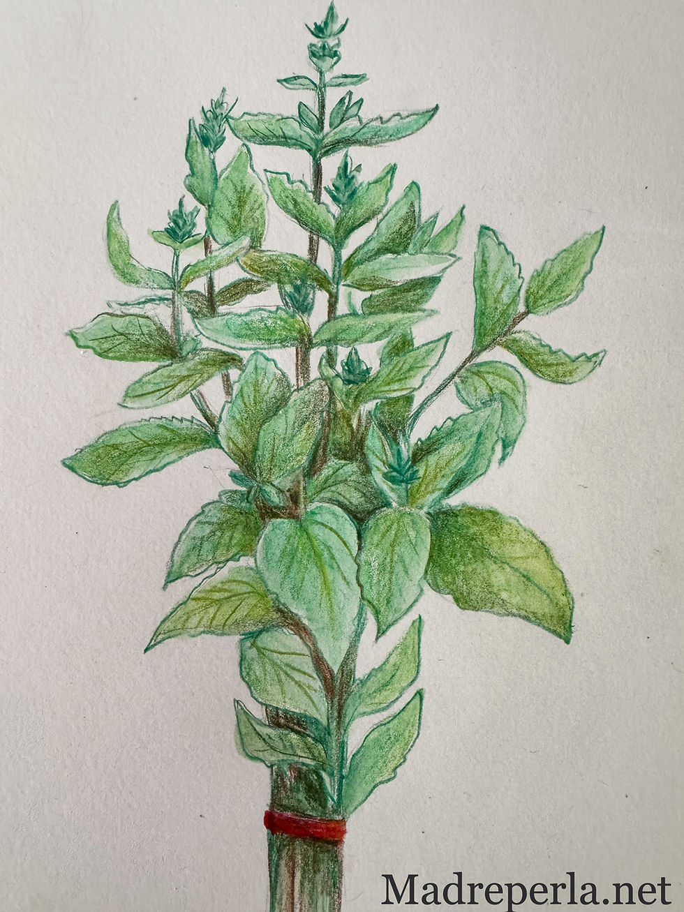 La menthe, une plante super rafraichissante!