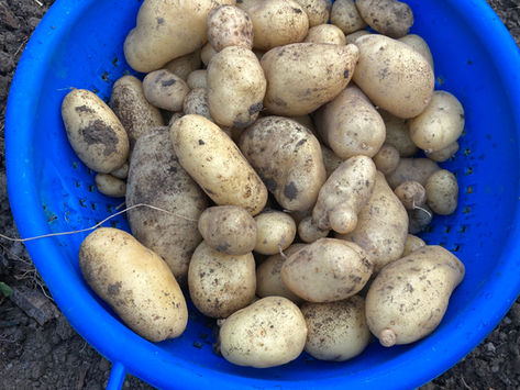 La pomme de terre, ses origines et ses bienfaits!