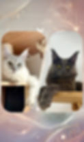 Maine-Coon-Chatons-Disponible-en-vente.jpg