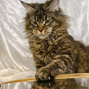 Maine-Coon-Brown-Tortie-Blotched-Tabby.jpg