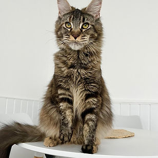 MCO-LOOF-Maine-Coon.jpg