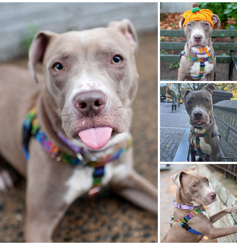 photo-collage.png (83).png