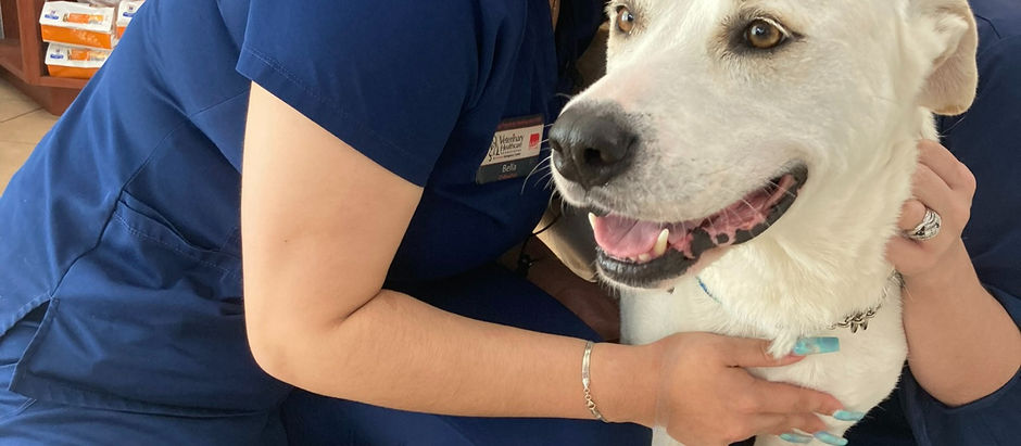 Vet Visit & Saving Lives