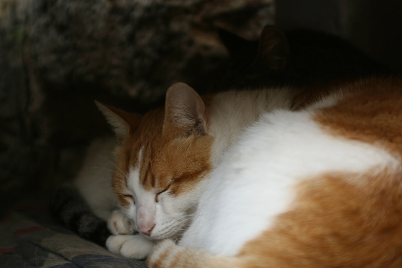 Sleeping Ginger Cat