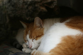 Sleeping Ginger Cat
