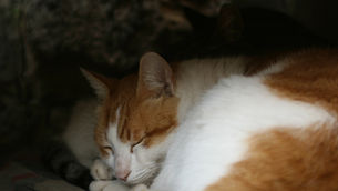 睡眠で健康に!