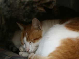 Evita Cambios Bruscos de Temperatura: Cómo Proteger a tu Gato de los Efectos del Calor y el Frío Extremos