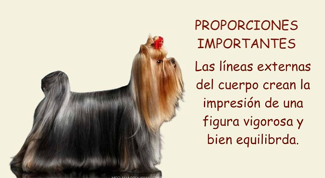 23 Proporciones Importantes .jpeg