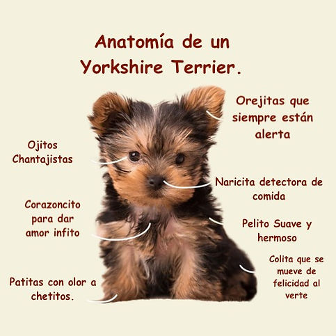 Anatomia de un Yorkshire Terrier.jpeg