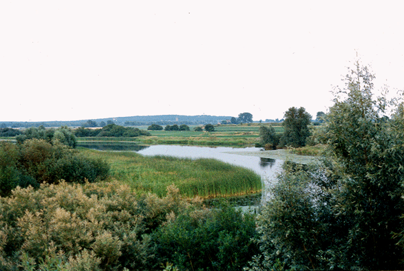 rijnstrangen.gif