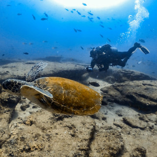 turtle.jpeg