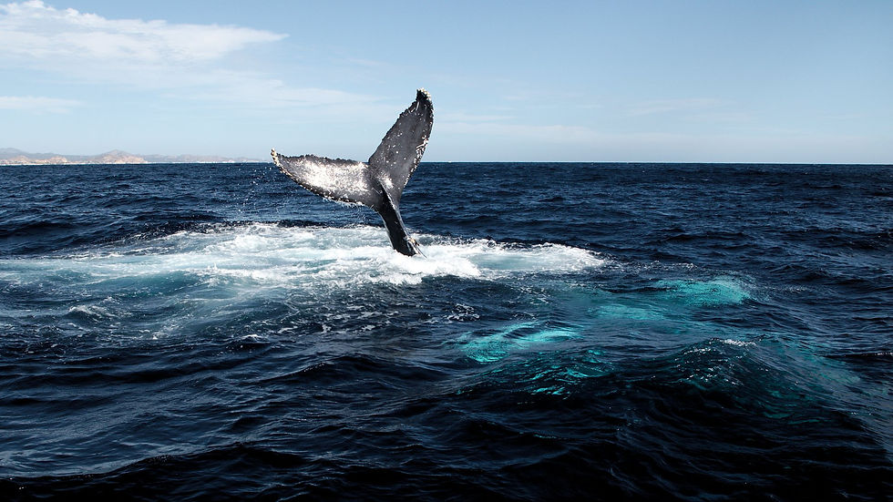 49864555_10216361111474585_4065688842089