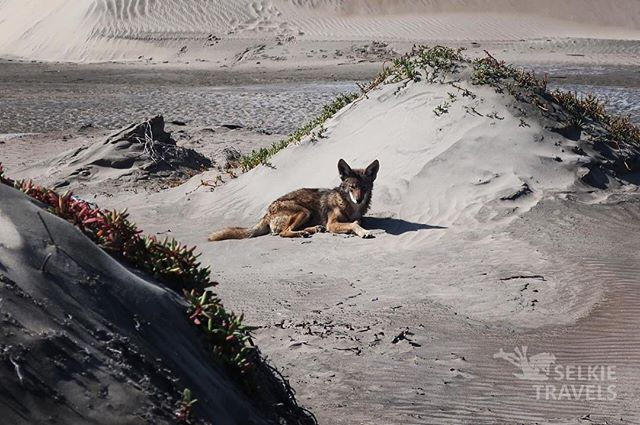 Many people live in fear of wild animals