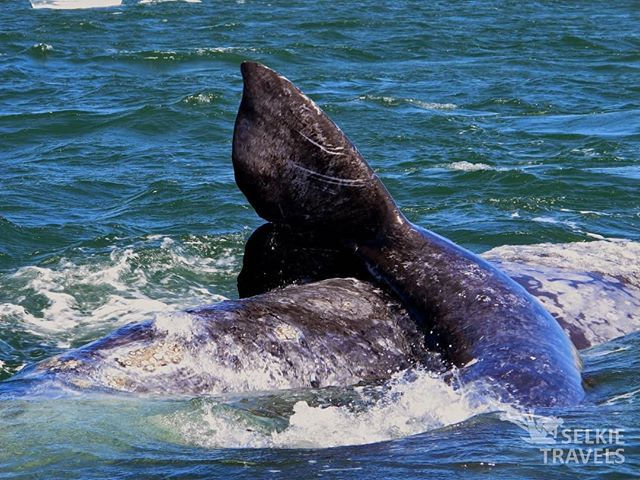 Its this time of the year again _ the Ca