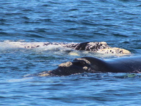 Allonursing – Fremdsäugen bei Walen