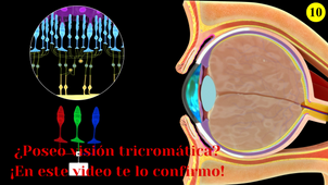 ¿Poseo visión tricromática? ¡En este video te lo confirmo!