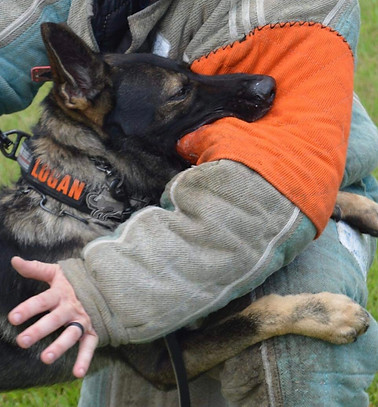 German shepherd doing bite work